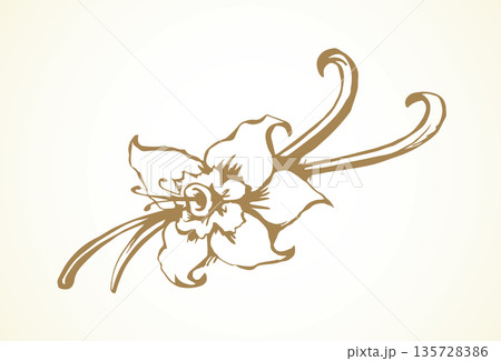 Vanilla. Vector drawing Vanilla. Vector drawing 135728386