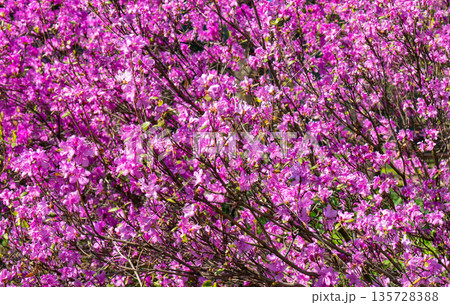 Blooming pink rhododendrons. Blooming pink rhododendrons. 135728388