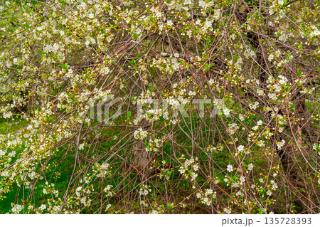 Flowering branches of cherry. Spring flowering tree. Romantic beautiful flowers. 135728393