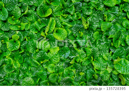 Beautiful green leaf pattern. Natural background. Beautiful green leaf pattern. Natural background. 135728395