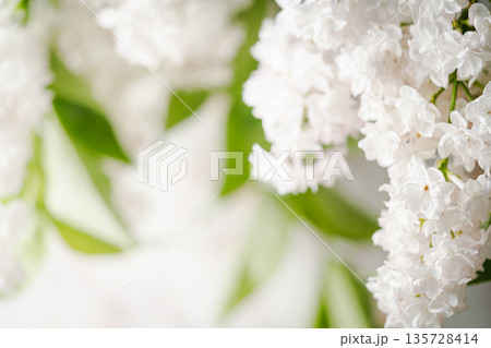 Blooming white lilac flowers 135728414