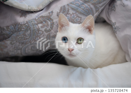 布団に入って出てこない猫 135728474