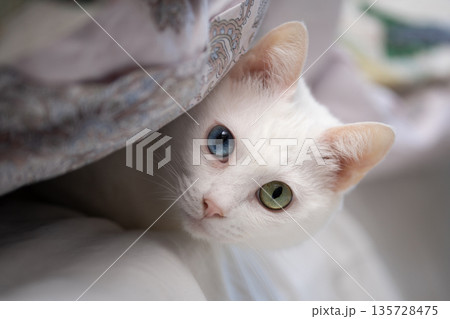 布団に入って出てこない猫 布団に入って出てこない猫 135728475