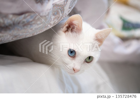 布団に入って出てこない猫 135728476