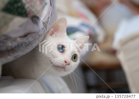 布団に入って出てこない猫 135728477