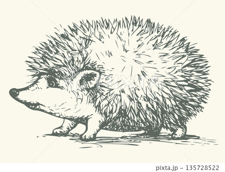 Hedgehog. Vector drawing 135728522