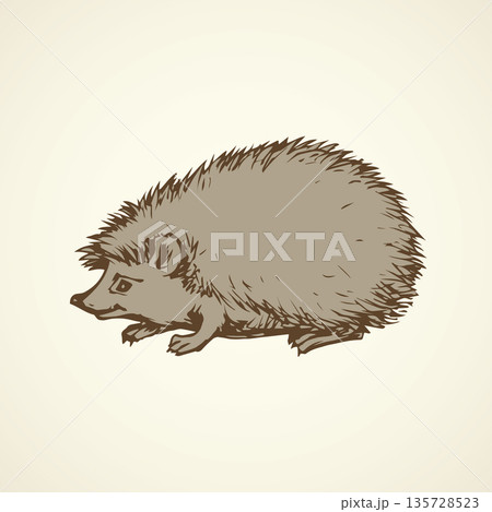 Hedgehog. Vector drawing 135728523
