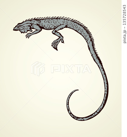 Iguana. Vector drawing 135728543