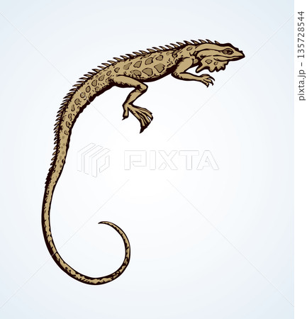 Iguana. Vector drawing 135728544
