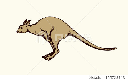 Kangaroo. Vector drawing Kangaroo. Vector drawing 135728548