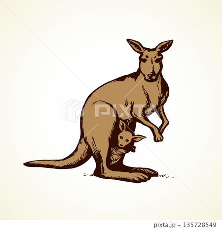 Kangaroo. Vector drawing Kangaroo. Vector drawing 135728549