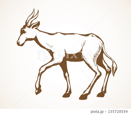 Antelope. Vector illustration 135728554