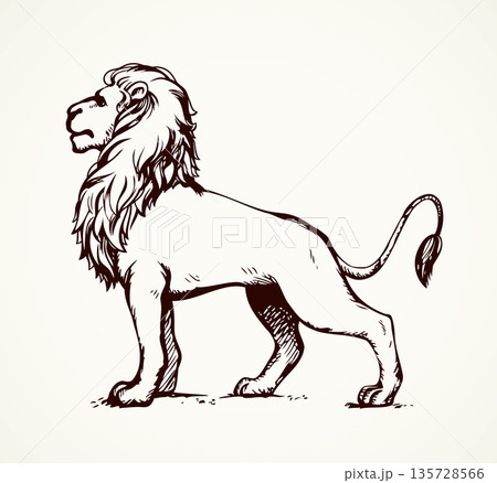 Lion. Vector drawing 135728566