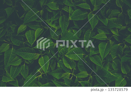 Beautiful green leaf pattern. Natural background. 135728579