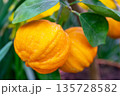 Ripe orange tangerines on a branch. 135728582