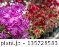 Blooming pink rhododendron (azalea), close-up, selective focus, copy space. 135728583