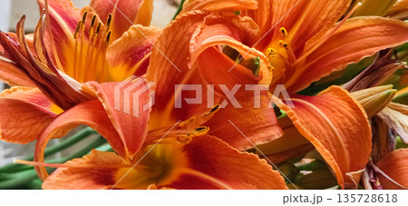 Closeup of orange tiger lilly flowers bloom. Top view Texture background. High quality photo Closeup of orange tiger lilly flowers bloom. Top view Texture background. High quality photo 135728618