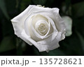 Beautiful wedding white rose on dark background. 135728621
