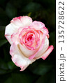 Beautiful wedding pink rose on dark background. 135728622