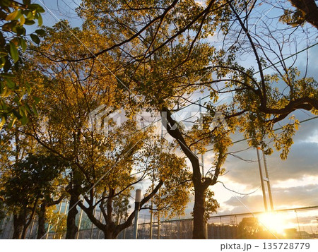 木々と夕暮れの風景 135728779