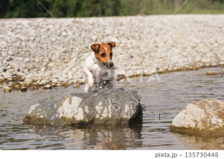 Small Jack Russell terrier playing in shallow river on sunny day, jumping from water to stone, drops splashing around 135730448