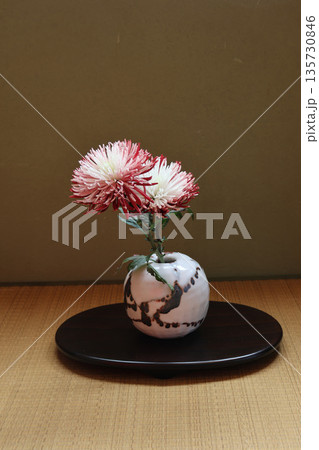 花瓶に活けた赤い菊 花瓶に活けた赤い菊 135730846