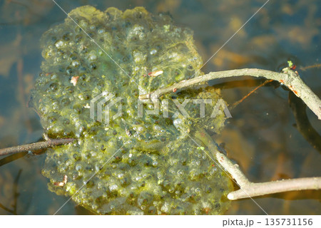 Eggs agile frog Rana dalmatina European laid close-up attached to the tree branches roots and leaves detail. Typically fixed spawn clump under water. Water reproduction ecology and conservation Eggs agile frog Rana dalmatina European laid close-up attached to the tree branches roots and leaves detail. Typically fixed spawn clump under water. Water reproduction ecology and conservation 135731156