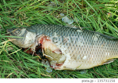 Leftover grass carp fish white Amur Ctenopharyngodon idella, lying in the grass after eurasian Lutra lutra otter predator eat the small portion, focused picture. Ecosystem nature life food cycle 135731158