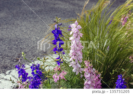 Beautiful background with pink, purple and a white flowers of annual delphinium or Delphinium consolida or Consolida ajacis. Beautiful background with pink, purple and a white flowers of annual delphinium or Delphinium consolida or Consolida ajacis. 135731205