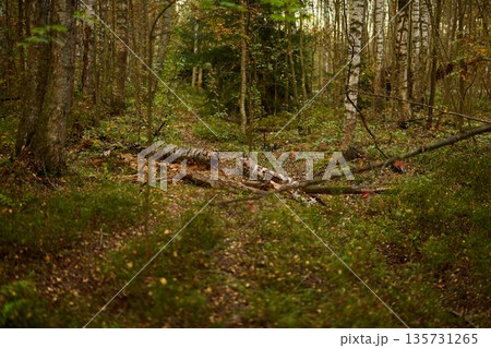 Serene forest opening with scattered foliage and soft light 135731265