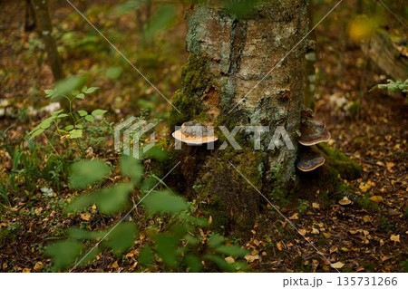 Decaying bark with fungi and moss indicating ecological change 135731266