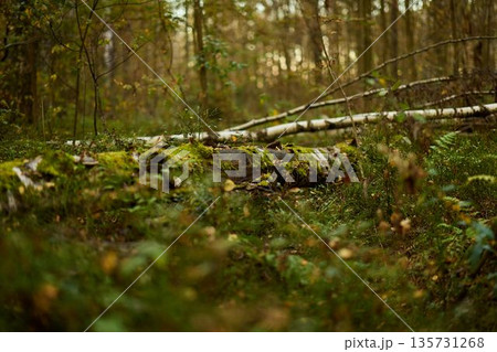 Serene forest scene, Undisturbed woodland with lush understory Serene forest scene, Undisturbed woodland with lush understory 135731268