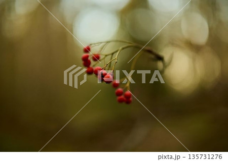 Vivid depiction of seasonal berries with warm background tones Vivid depiction of seasonal berries with warm background tones 135731276