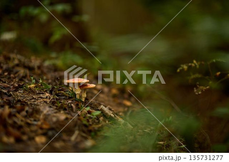 Serene forest environment with glowing red fungi and gentle light Serene forest environment with glowing red fungi and gentle light 135731277