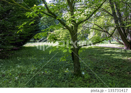 Sweet chestnut leaves, or Castanea sativa. Young chestnut leaves on a tree branch, early spring, concept of new life. Sweet chestnut leaves, or Castanea sativa. Young chestnut leaves on a tree branch, early spring, concept of new life. 135731417