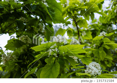 Broad green leaves with strong veins surround clusters of small white blossoms, forming a lush, sunlit canopy that highlights fresh seasonal growth and delicate botanical detail. Broad green leaves with strong veins surround clusters of small white blossoms, forming a lush, sunlit canopy that highlights fresh seasonal growth and delicate botanical detail. 135731584