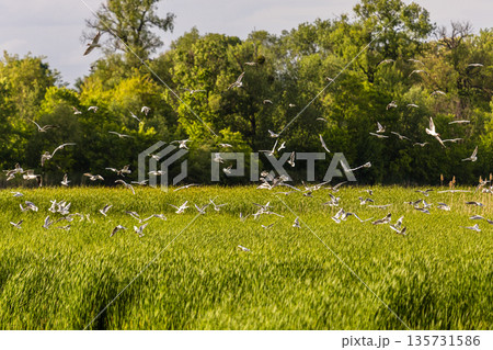 Large flock of birds soars above tall reeds and flowing water, backed by lush forest and warm sky capturing dynamic wetland life, seasonal movement, and rich biodiversity in a tranquil setting. Large flock of birds soars above tall reeds and flowing water, backed by lush forest and warm sky capturing dynamic wetland life, seasonal movement, and rich biodiversity in a tranquil setting. 135731586