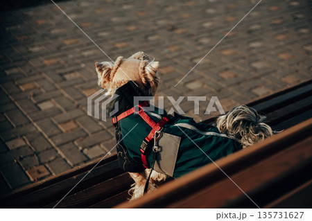 A small Yorkshire terrier dog wearing a black brown outfit with a red harness is sitting on a wooden bench outdoors in the sun. The image highlights pet fashion and an everyday walk in a park setting. 135731627
