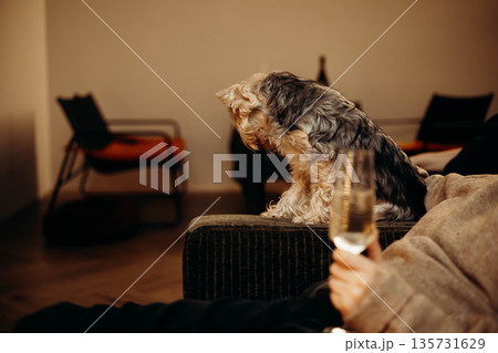 A candid evening scene captures authentic moment of a person and small Yorkshire terrier dog relaxing indoors. A hand holding a glass of champagne. 135731629