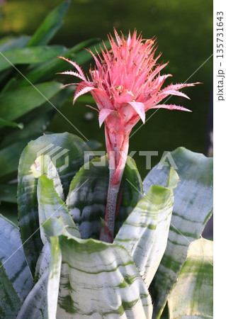 綺麗な赤い花 135731643