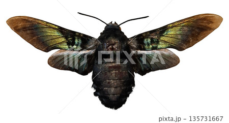 This bumblebee hawk moth Sataspes tagalica is isolated with its wings fully spread. The moth shows unique color patterns and structure. It is captured in a clear setting with bright details. This bumblebee hawk moth Sataspes tagalica is isolated with its wings fully spread. The moth shows unique color patterns and structure. It is captured in a clear setting with bright details. 135731667