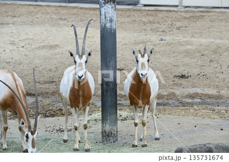 シロオリックス 135731674