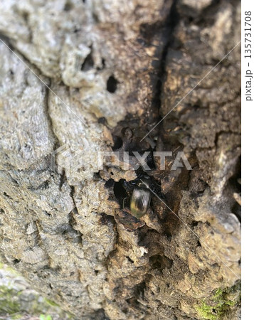 樹液を吸うキマワリ 樹液を吸うキマワリ 135731708