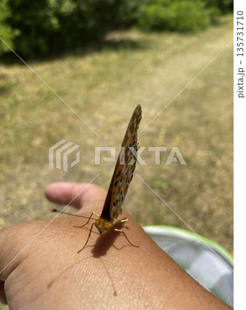手にとまったスジグロヒョウモン 手にとまったスジグロヒョウモン 135731710