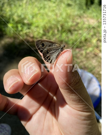 手にとまったヒメウラナミジャノメ 手にとまったヒメウラナミジャノメ 135731716