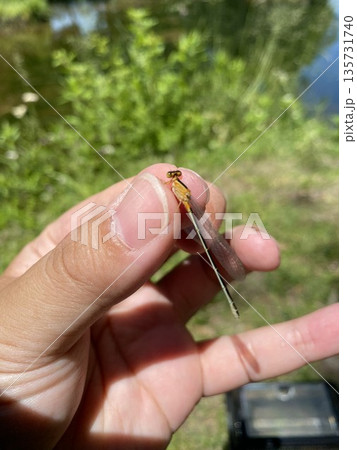 捕まえたアジアイトトンボ 135731740