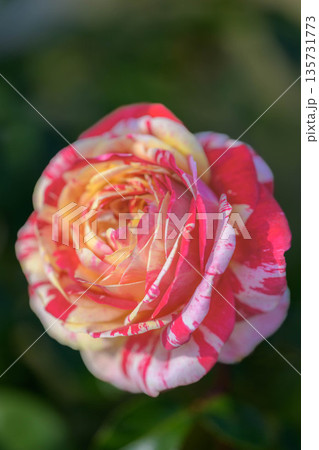 石橋文化センターに咲くバラ 石橋文化センターに咲くバラ 135731773