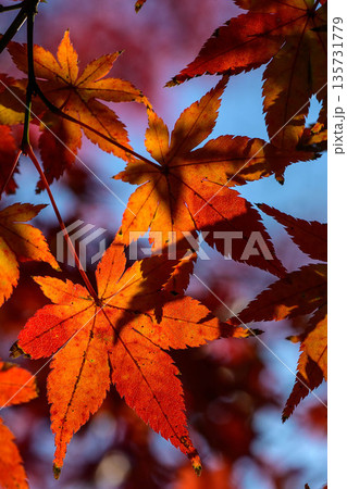 陽光に映える紅葉 135731779