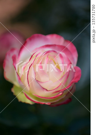 石橋文化センターに咲くバラ 135731780