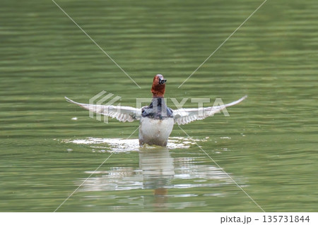 湖面で羽ばたくホシハジロのオス 水しぶきと波紋 野生動物の躍動感 135731844